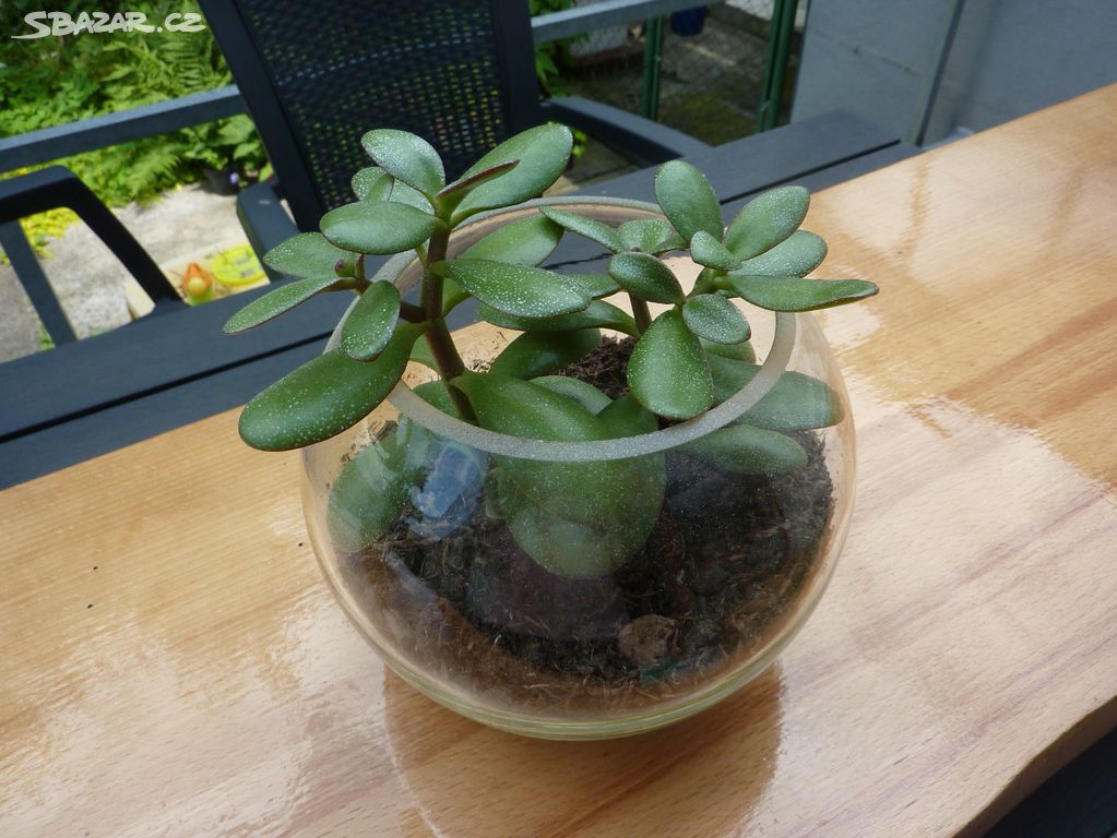 Tlustice - crassula ovata - pokojová rostlina 2