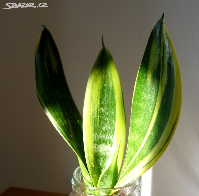 Sukulent, tchynin jazyk, Sansevieria