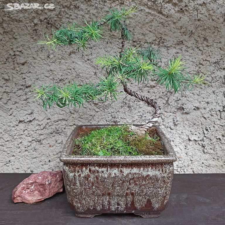 Bonsai v misce - Modřín opadavý