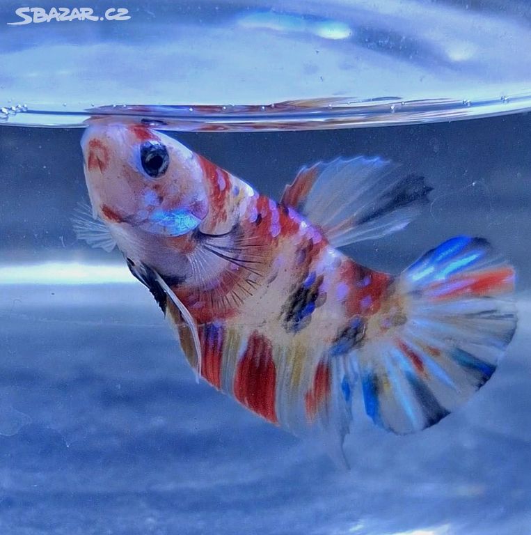 Betta spledens - Galaxy Multicolor samec 24A6