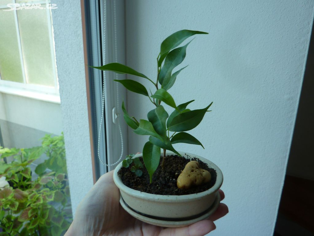 Ficus fikus bonsai - bonsaj - pokojová rostlina