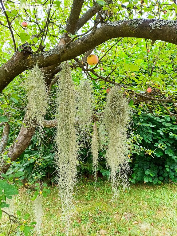 Tilandsie provazovkovitá - (Tillandsia Usneoides)