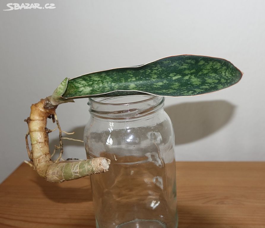 Sukulent, tchynin jazyk, Sansevieria