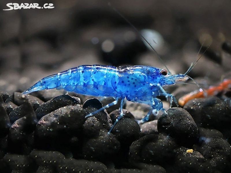 Krevetky Neocaridina Blue Dream