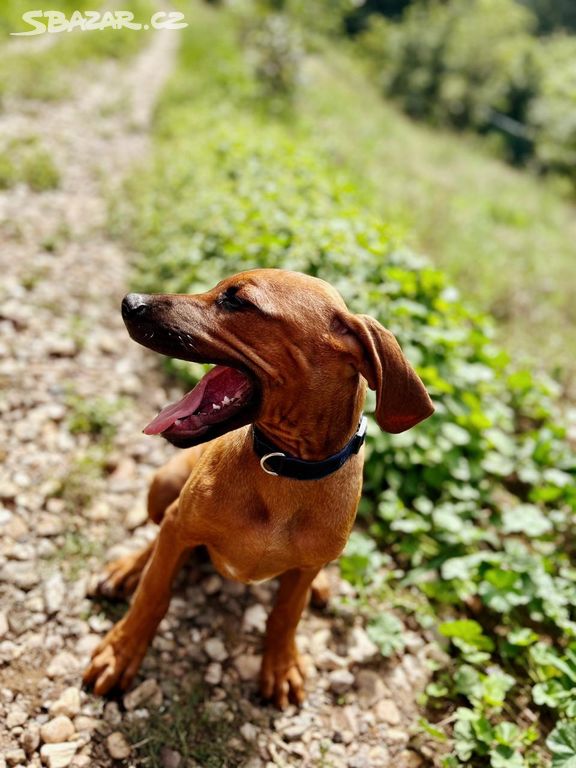 štěně Rhodéský ridgeback s PP