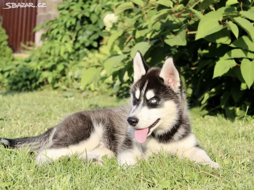 Sibiřský husky na prodej bez PP