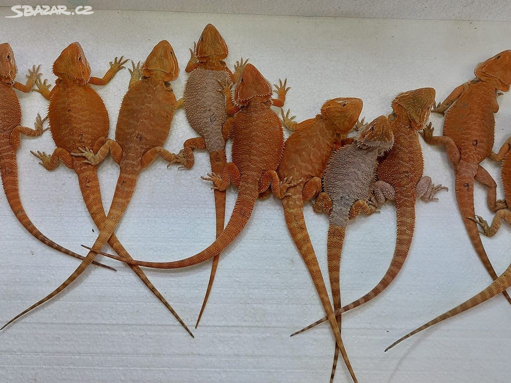 Agama vousatá - Pogona Vitticeps ORANGE