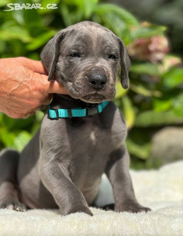 Německá doga - Clark Blue Hradecká hvězda