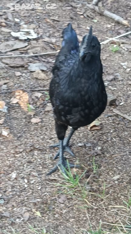 Čistokrevní kohoutci Ayam Cemani