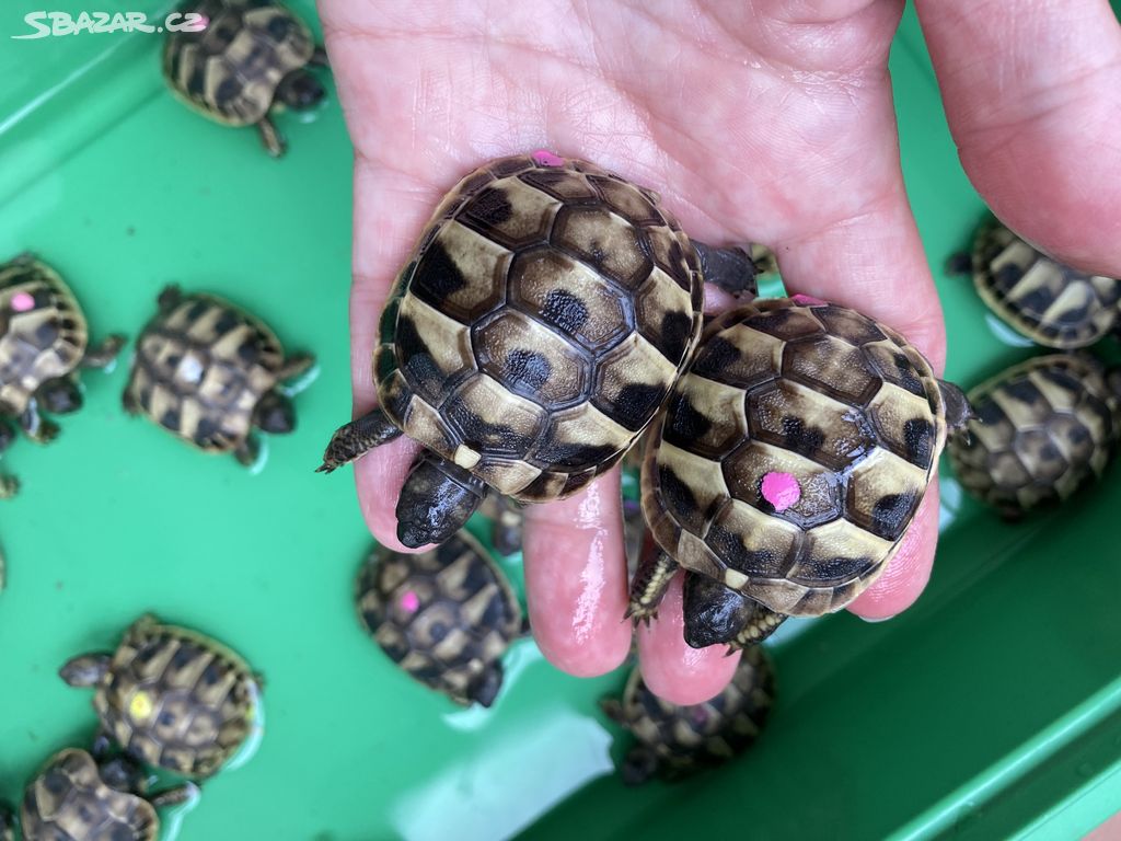 Želva zelenavá - Testudo hermanni