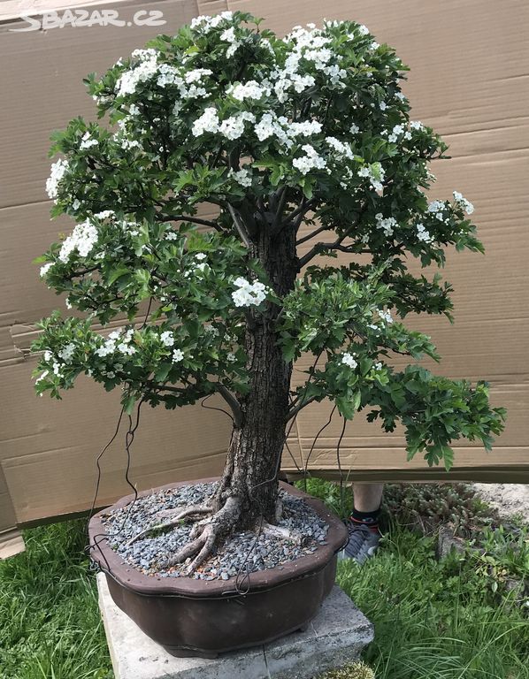 Bonsai - výprodej sbírky