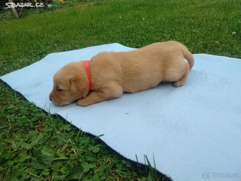 Štěňata Labradora - 1x HOLKA a 1x KLUK :)