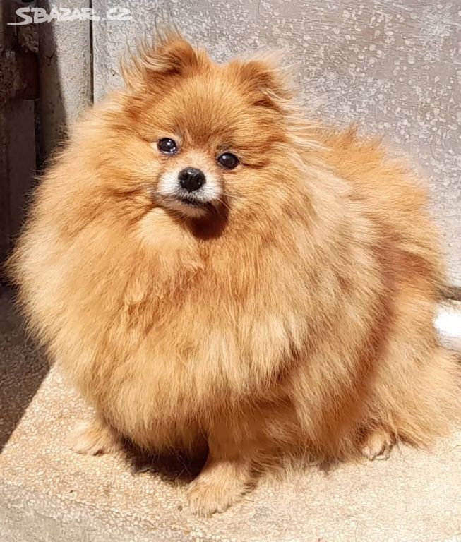 pomeranian fenka kastrat