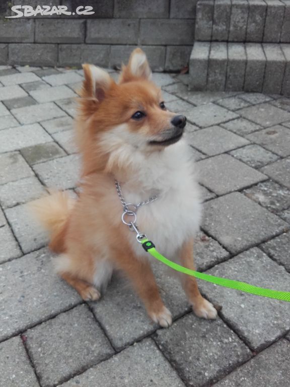 Nabízím psa Pomeranian