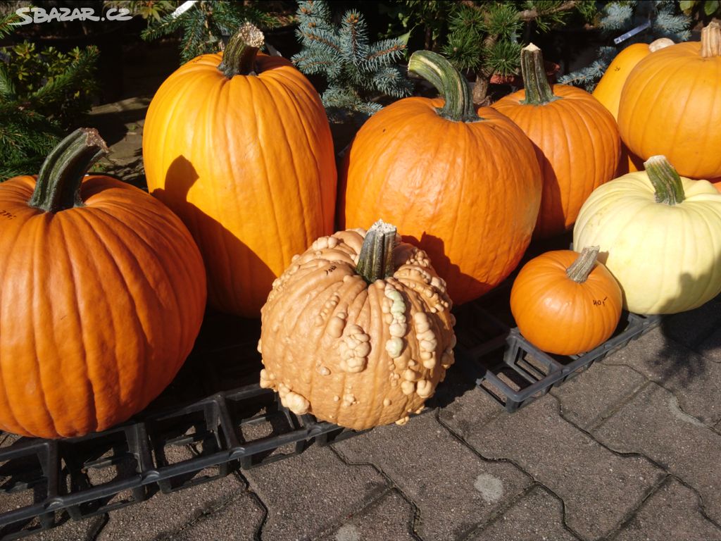 Dýně halloweenské i jiné, různé barvy a velikosti