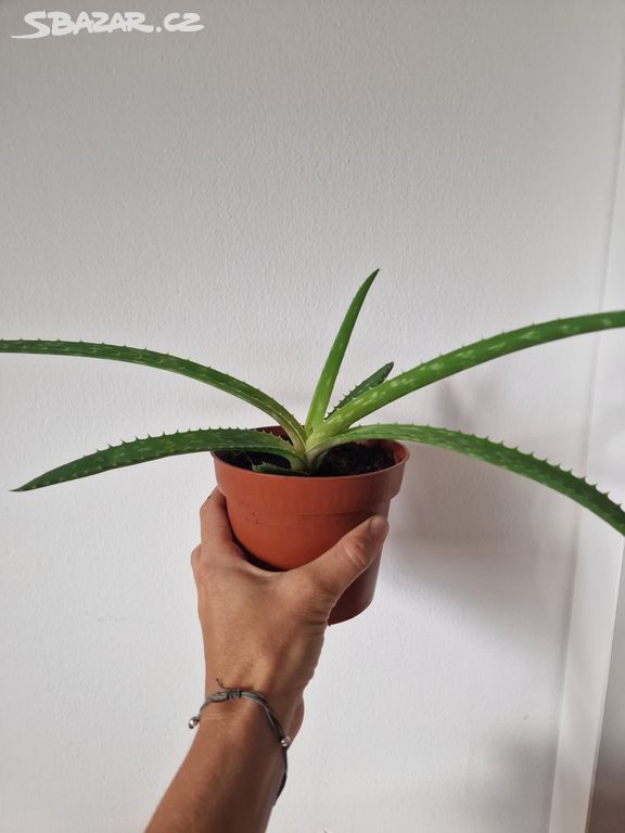 Aloe Vera 2