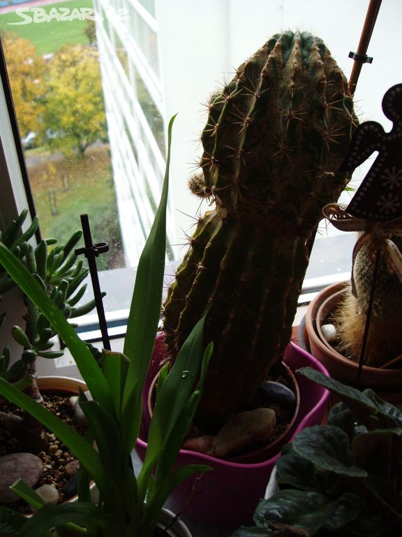 Velký kaktus Echinopsis oxygona