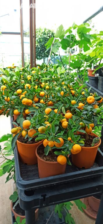 Citrus Calamondin bonsaj - cca 20 cm