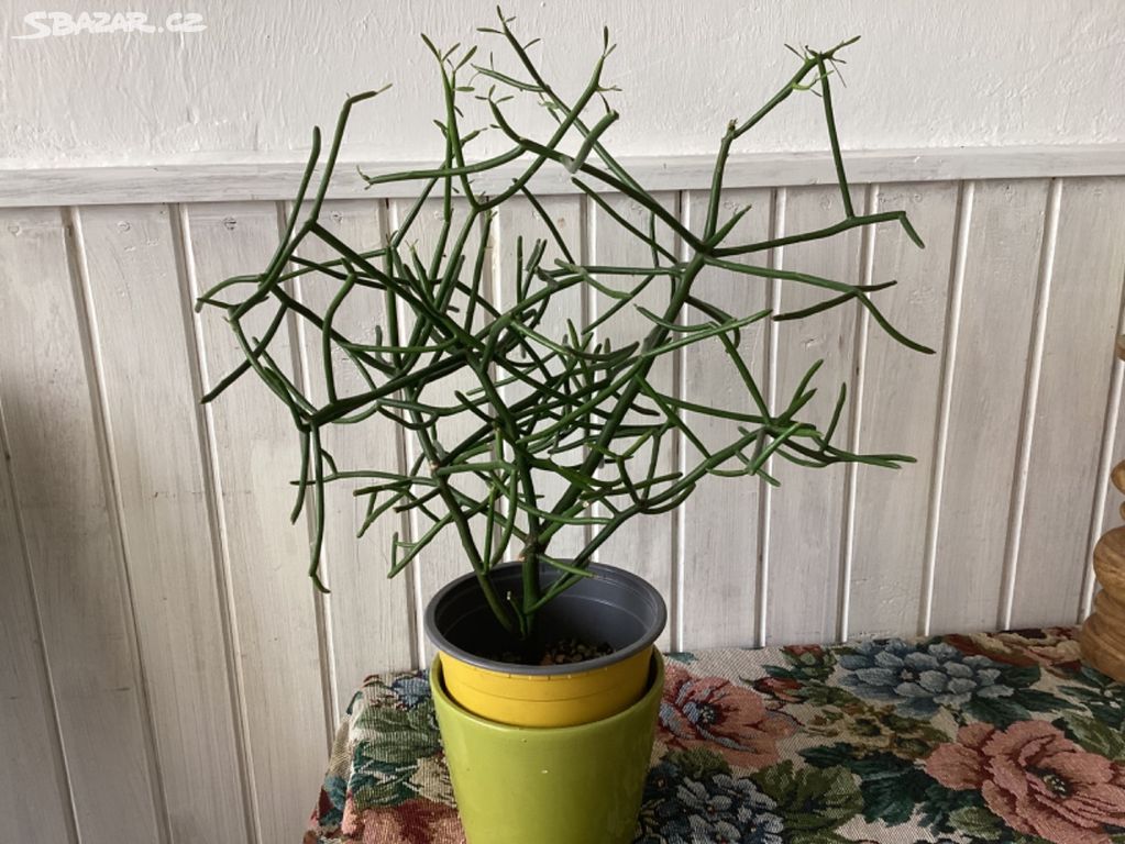 Vzrostlá kytka Euphorbia