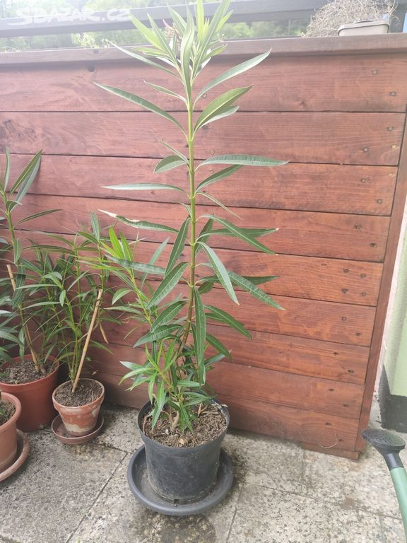 Oleandr (Nerium oleander)