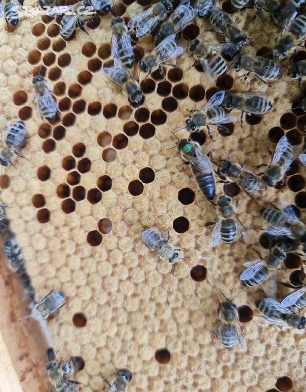 Včelí oddělky 39x24 cm