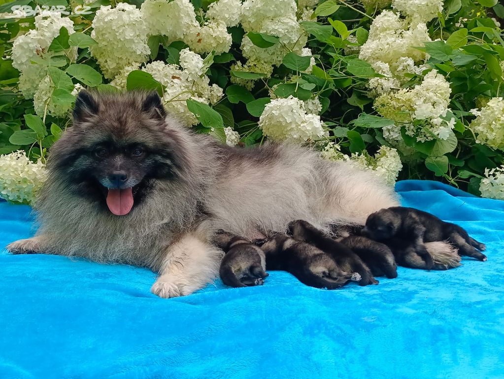 Německý špic vlčí/ keeshond prodám štěňata s PP