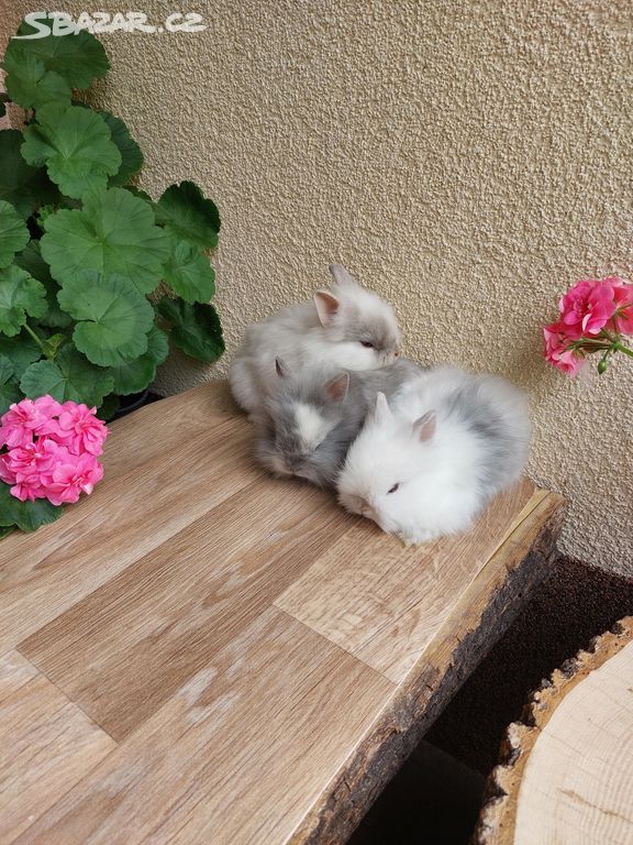 Zakrslý králík - lvíček - sameček