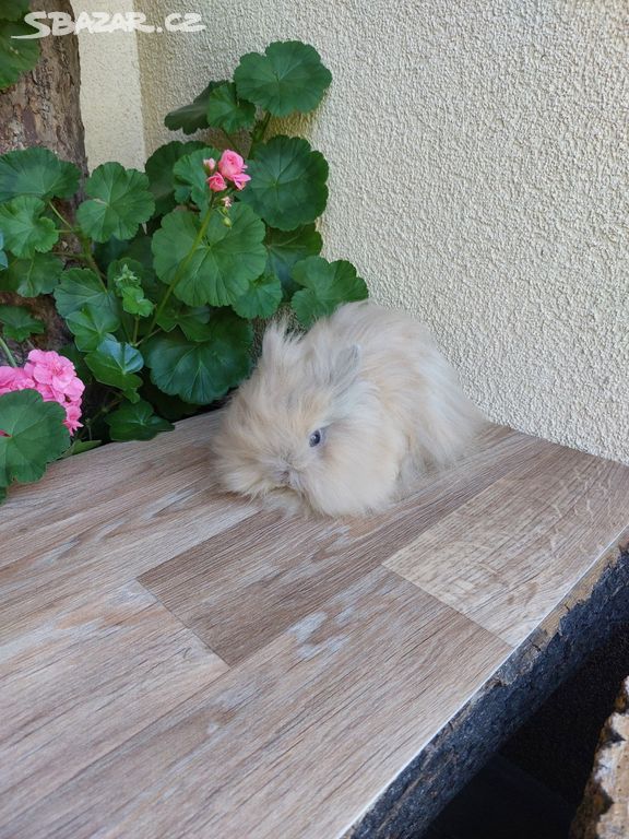 Zakrslý králík TEDDY - japanovitý sameček
