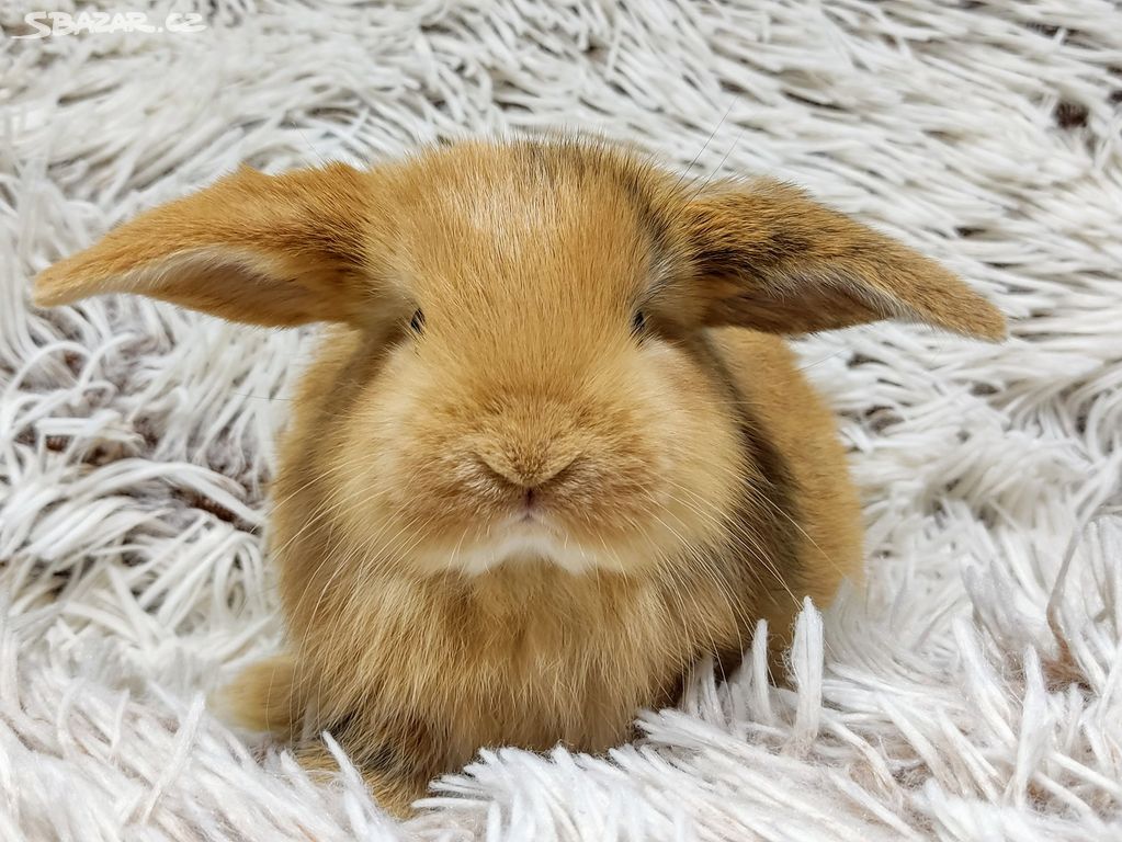 Zakrslý beránek, Zakrslý králík -MAURA