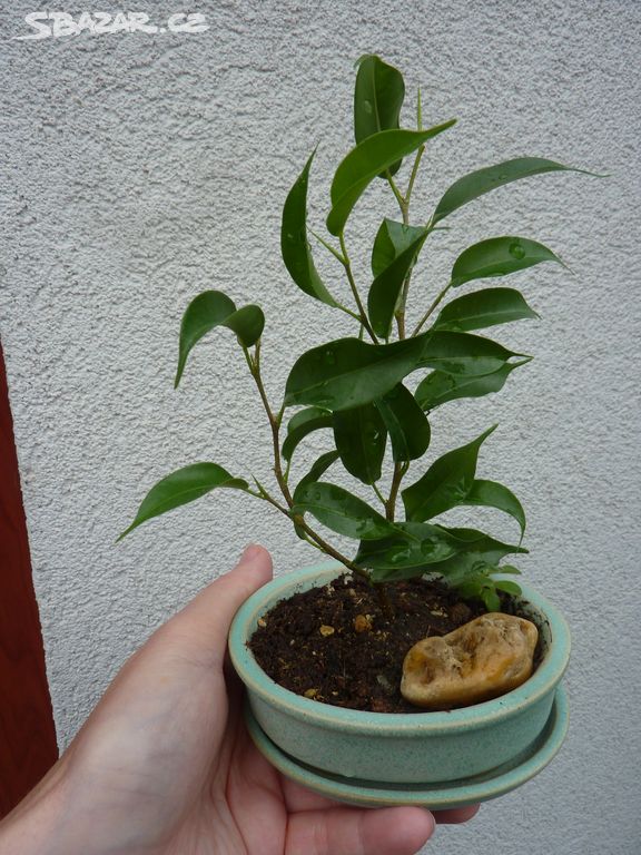 Ficus fikus bonsai - bonsaj - pokojová rostlina 2