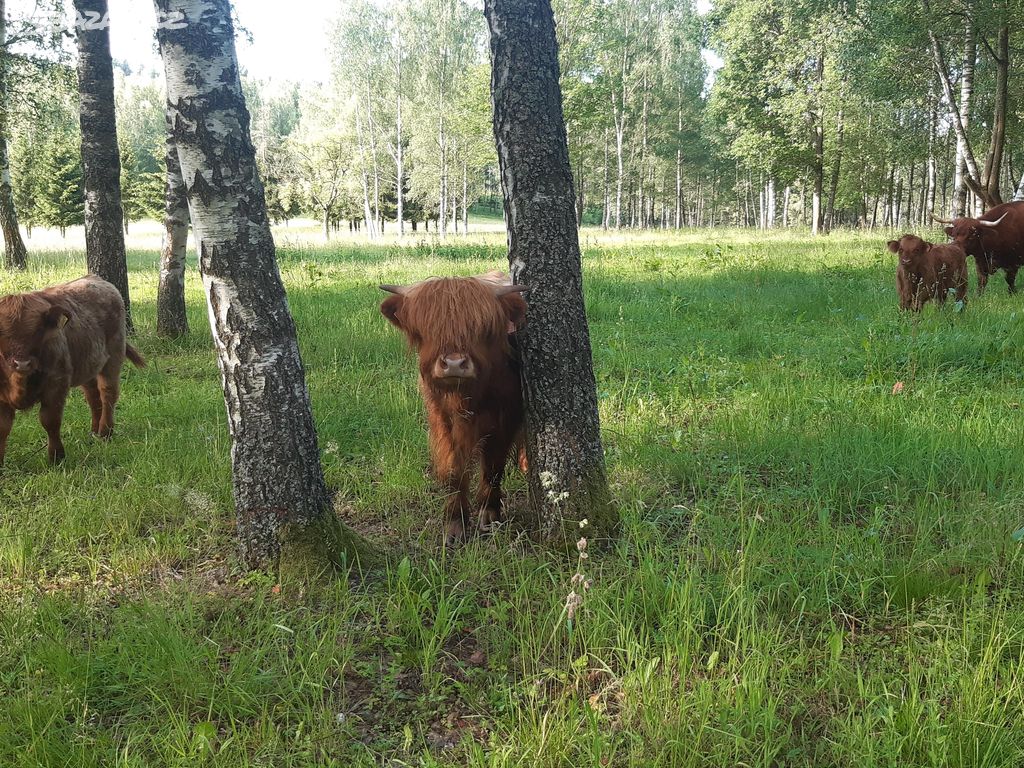 Prodám letošní a loňské býčky Highland.