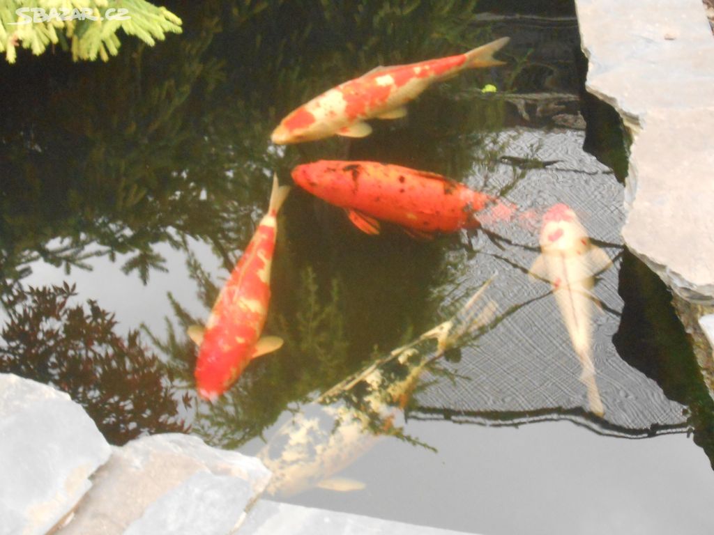 Koi kapr