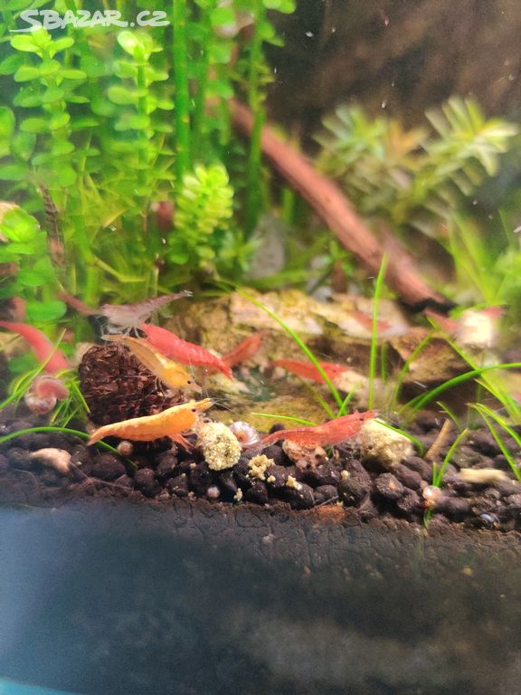 Neocaridina mix barev