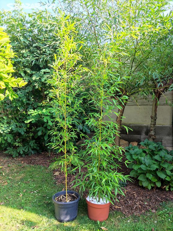 Bambus Phyllostachys bisseti nebo aureosulcat