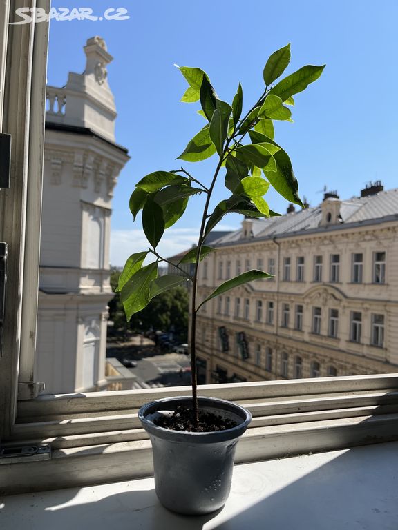 Ficus Benjamin