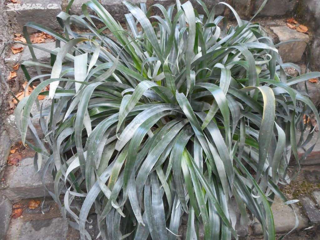 Bilbergie /Billbergia nutans/