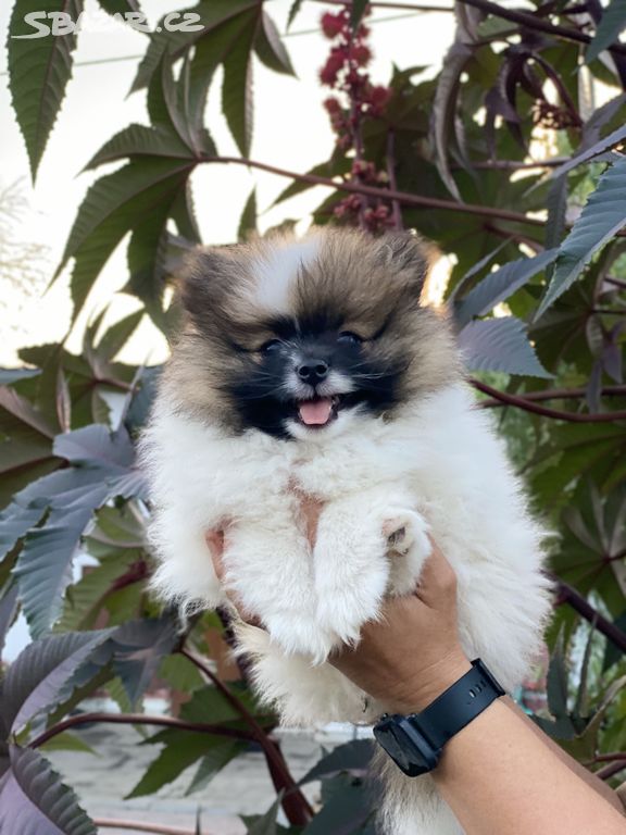 Pomeranian