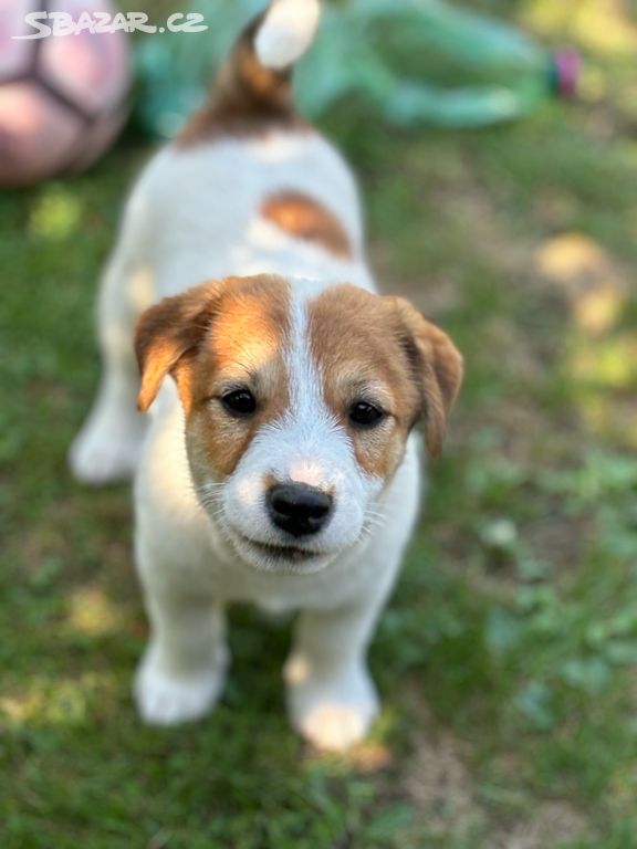 Jack russell teriér s PP