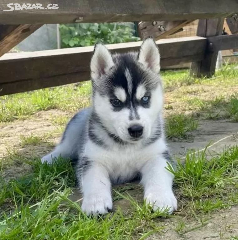 Štěňátka černobílý sibiřský husky