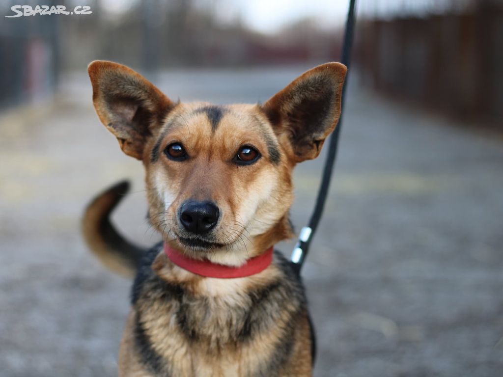 Nádherná fenka Lila k adopci