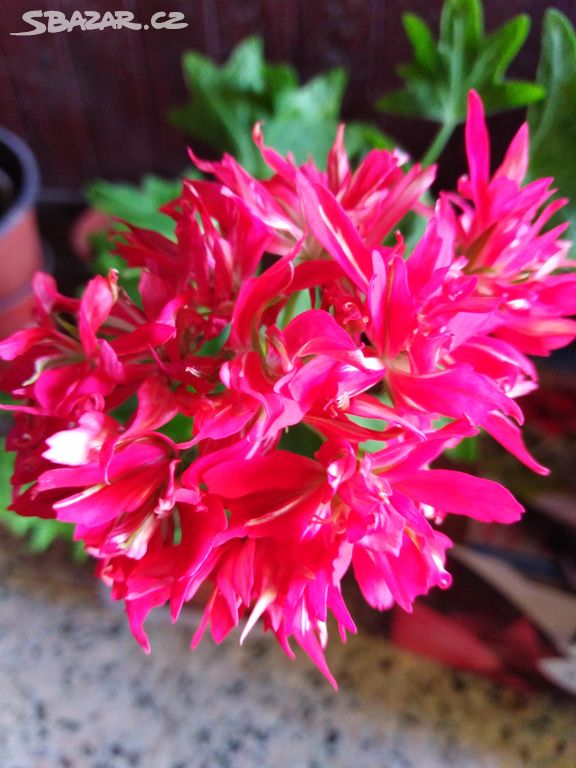 Pelargonie Fairy lights (muškát)