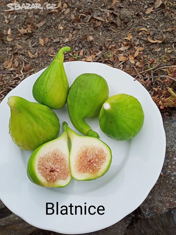 Fíkovník Blatnice (Ficus carica) - 20 - 40 cm