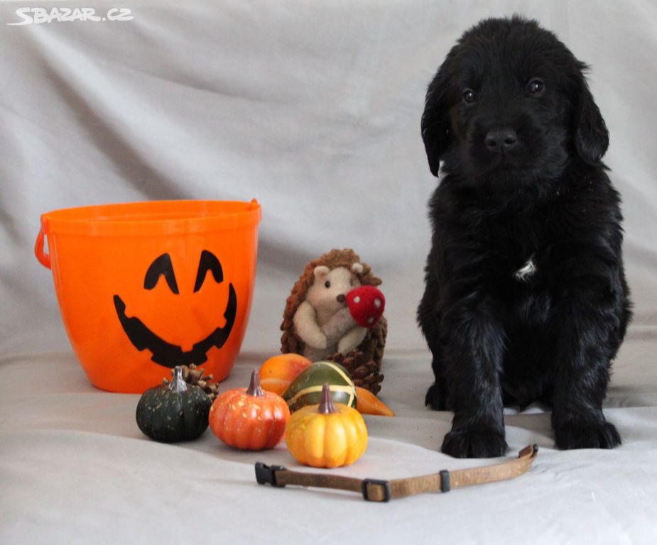 Štěňátka Flat coated retrievera