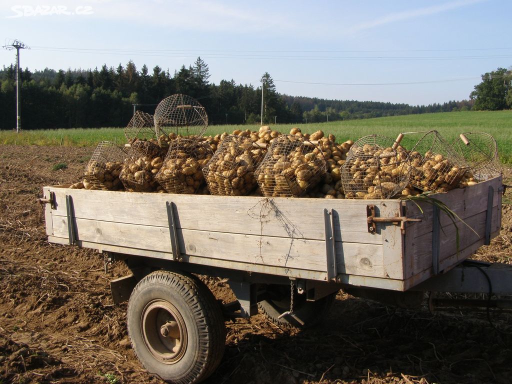 Konzumní brambory na uskladnění z Vysočiny