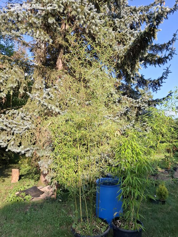 BAMBUS "phyllostachys"