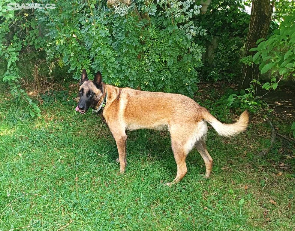 Belgický ovčák Malinois