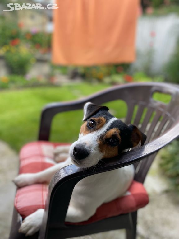 Jack russel ke krytí