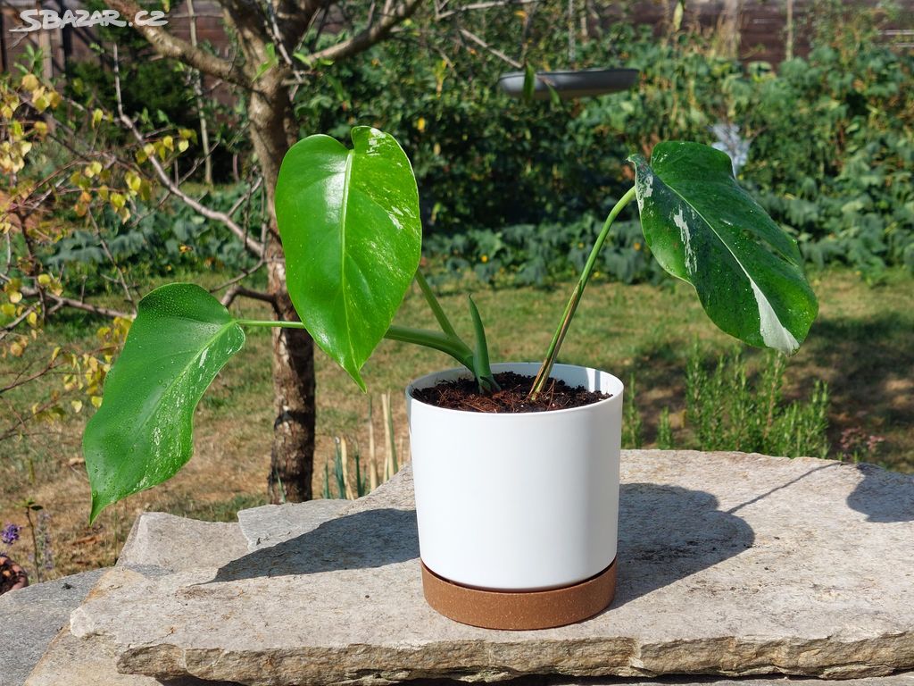 MONSTERA ALBO VARIEGATA