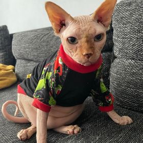 Obrázek k inzerátu: Sphynx