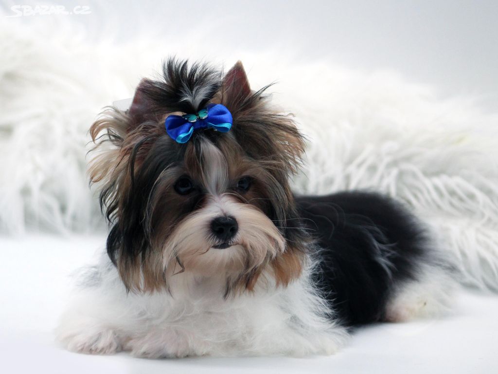 biewer yorkshire terrier s PP